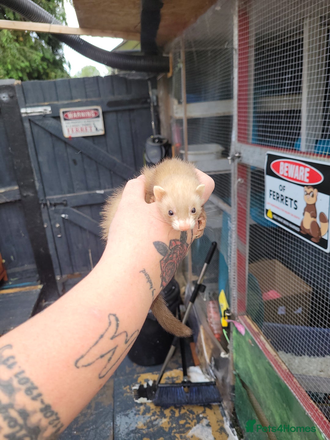 Ferret rodents for sale: 2 jill micros ready to leave  - Image 4
