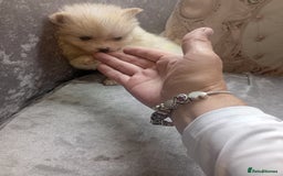 Pomeranian dogs for sale: Pomeranian puppies - Image 6