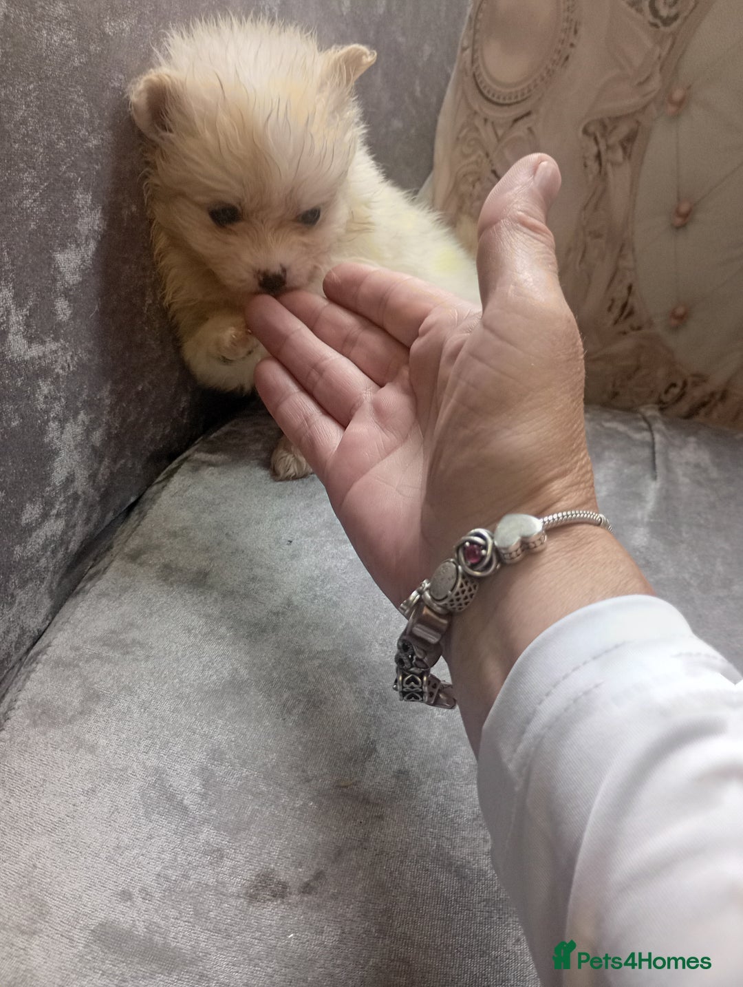 Pomeranian dogs for sale: Pomeranian puppies - Image 6