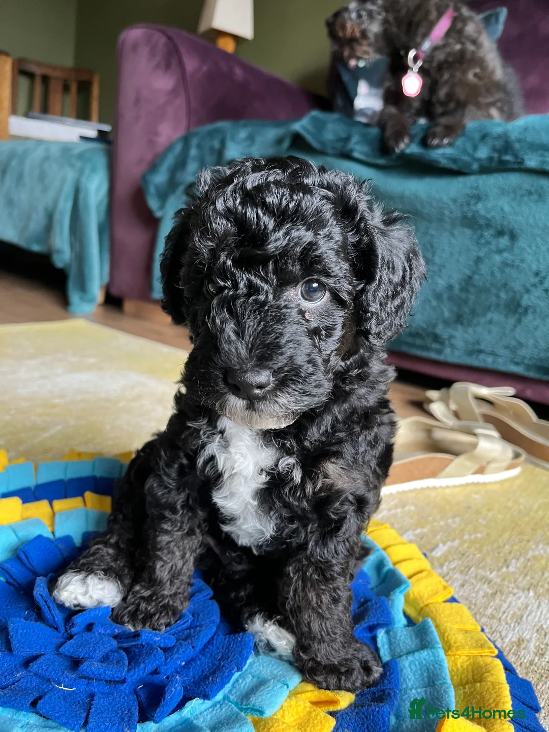 Toy Poodle dogs for stud: Quinn Red & white Toy Poodle for Stud ONLY. in Northampton - Advert 8