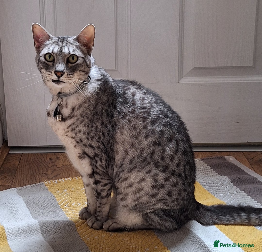Mixed Breed cats for sale: Egyptian mau x Domestic short hair.  - Image 3