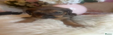 Mixed Breed 2