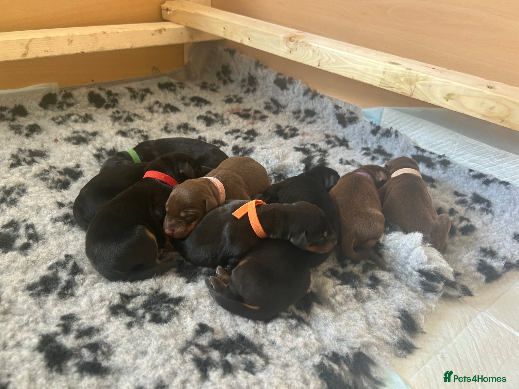 Dobermann dogs 9 Doberman Puppies- Ready to leave 6th June - Advert 2