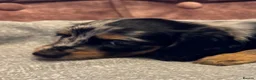 Dachshund dogs for sale: Miniature longhair dachshunds for sale - Advert 9