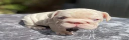 French Bulldog dogs for sale: 7 beautiful French bulldog puppies  - Advert 5