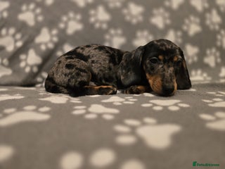 Miniature Dachshund dogs Miniature dachshund - Advert 15