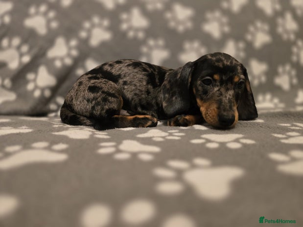 Miniature Dachshund dogs Miniature dachshund - Advert 1