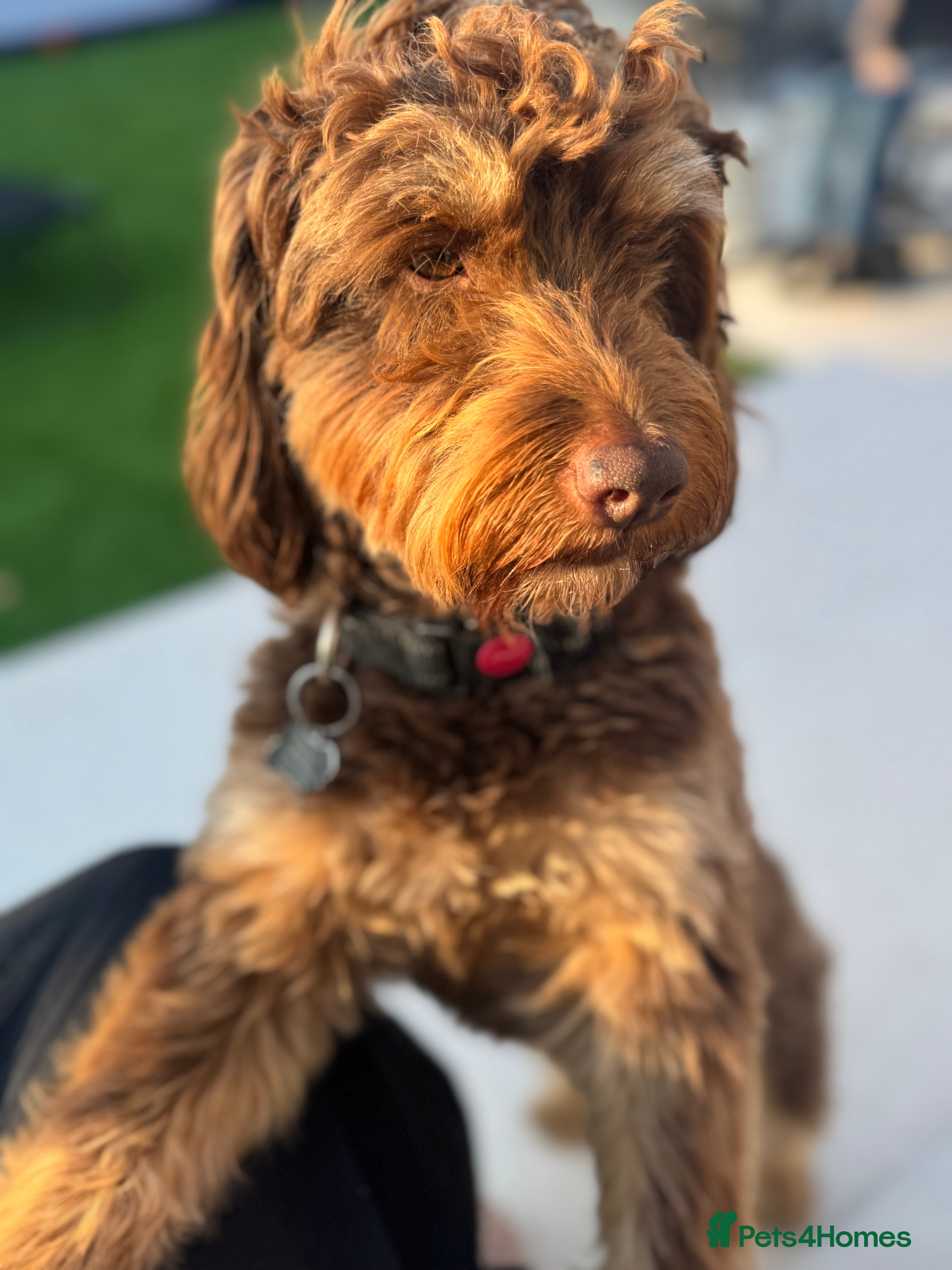 Cockapoo dogs TRICOLOUR F1 PROVEN ATAT CERTIFIED COCKAPOO STUD - Advert 12