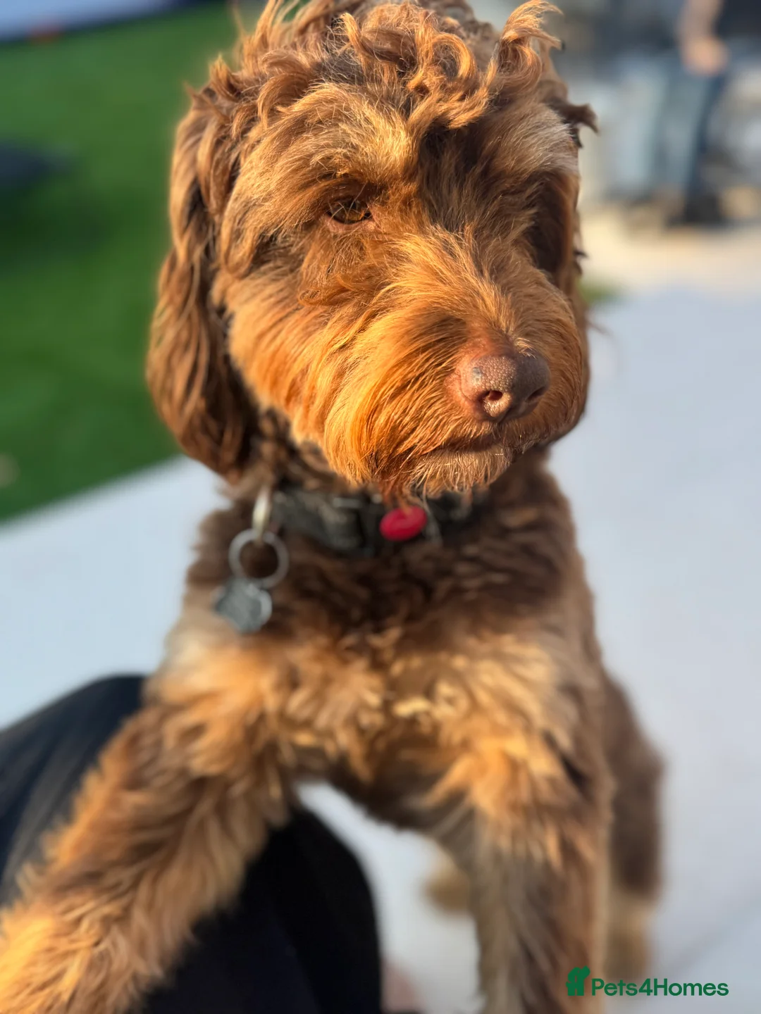 Cockapoo dogs for stud: TRICOLOUR F1 PROVEN ATAT CERTIFIED COCKAPOO STUD in Bromley - Advert 3