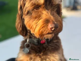 Cockapoo dogs TRICOLOUR F1 PROVEN ATAT CERTIFIED COCKAPOO STUD - Advert 12