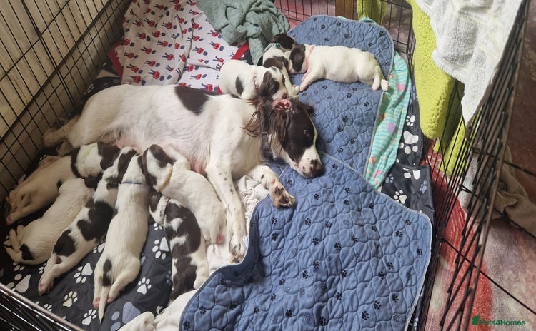 English Springer Spaniel dogs - Advert 16