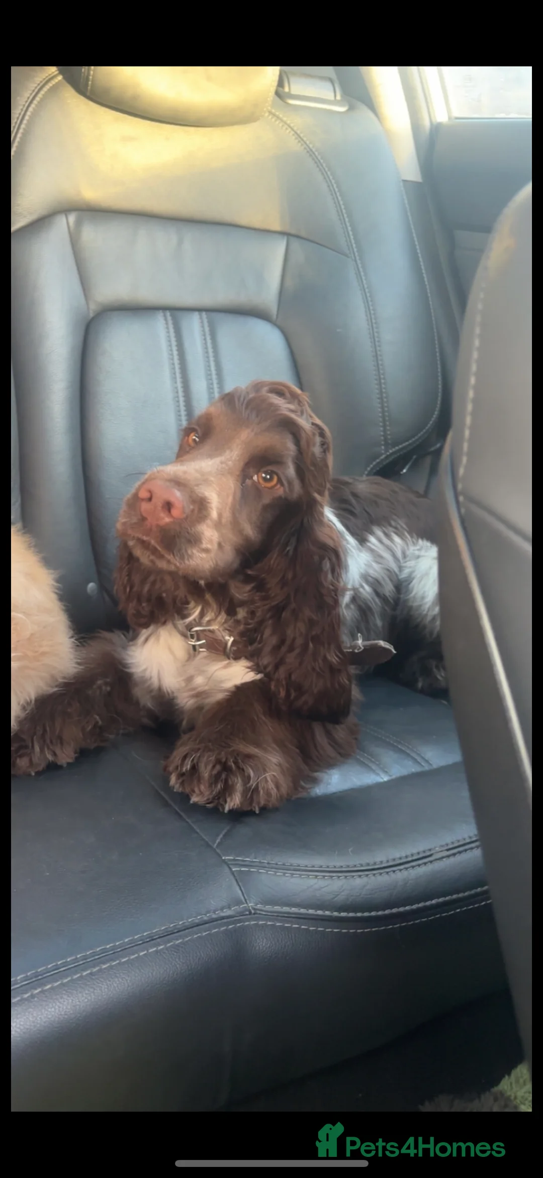 Cocker Spaniel dogs for sale: KC Chocolate roan show cocker  - Advert 1