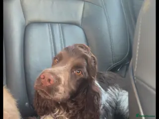 Cocker Spaniel dogs KC Chocolate roan show cocker - Advert 2