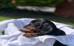Dachshund dogs for sale: Beautiful Dachshund puppies  - Image 8