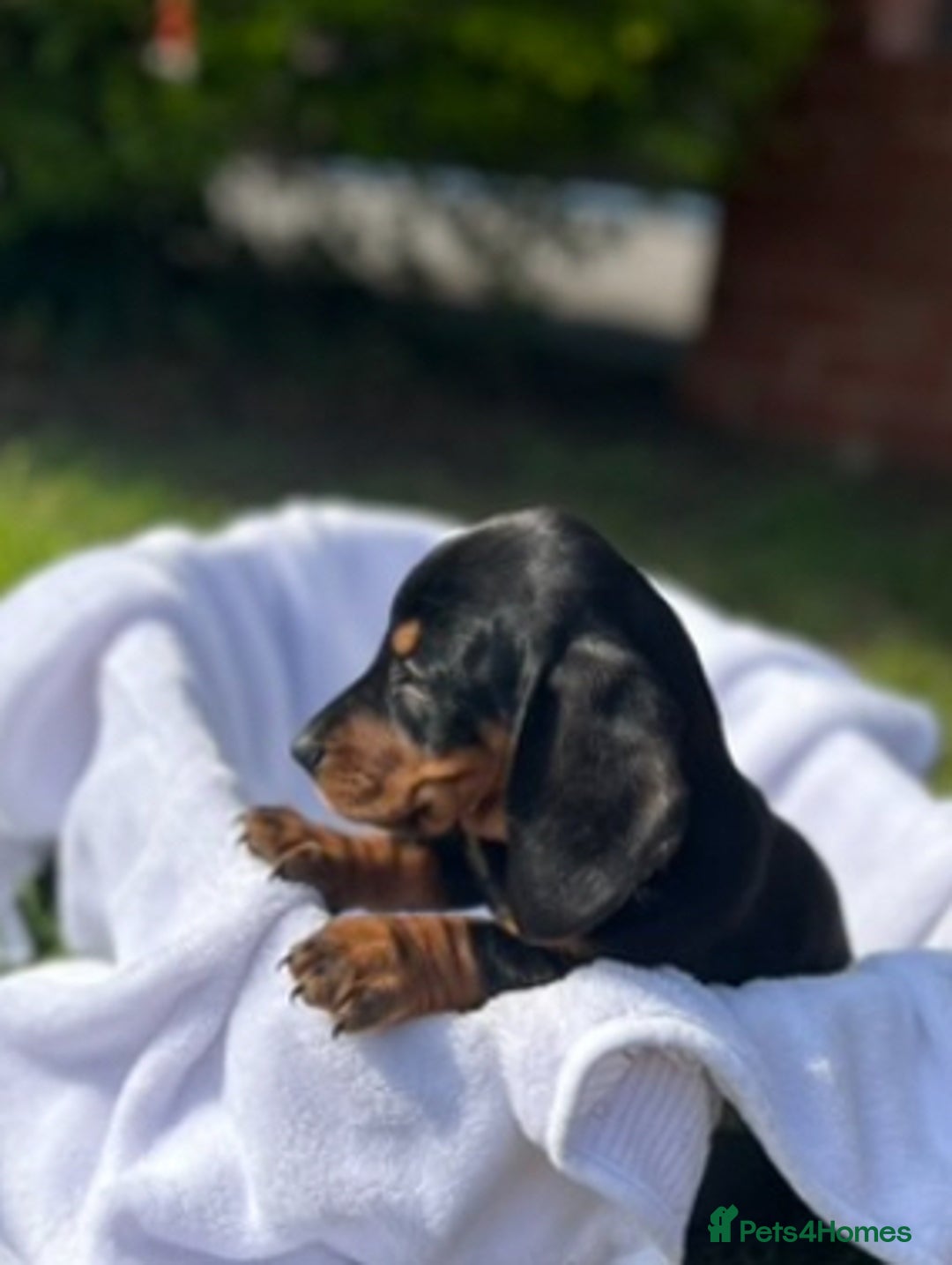 Dachshund dogs for sale: Beautiful Dachshund puppies  - Image 8