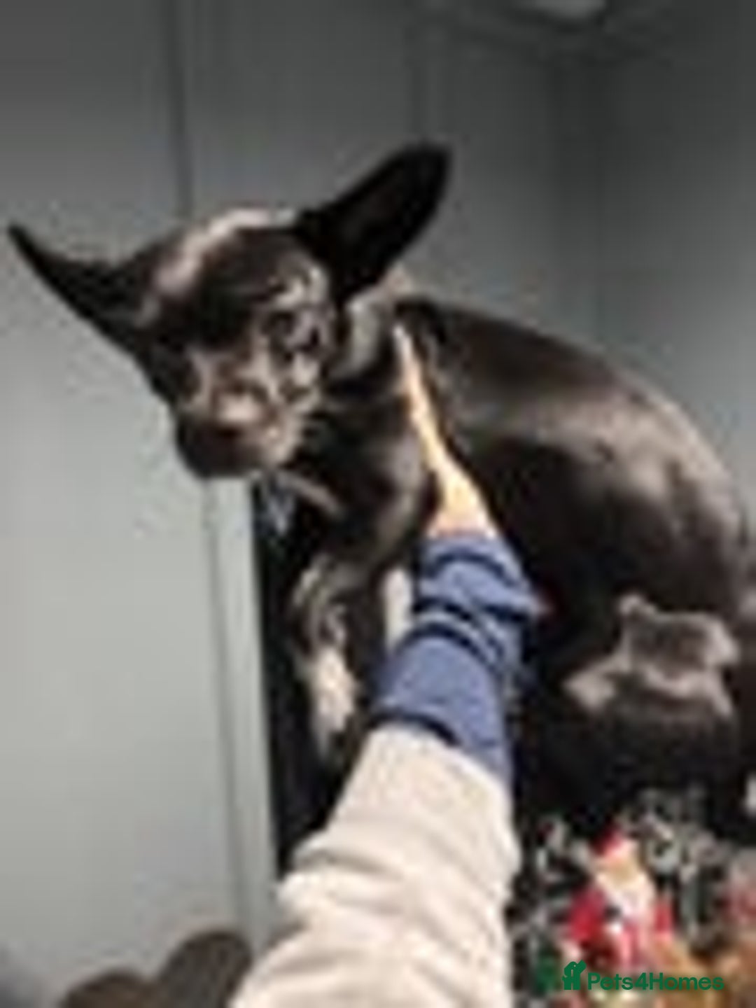 Mixed Breed dogs for sale: Micro bulldog and chihuahua  - Advert 4