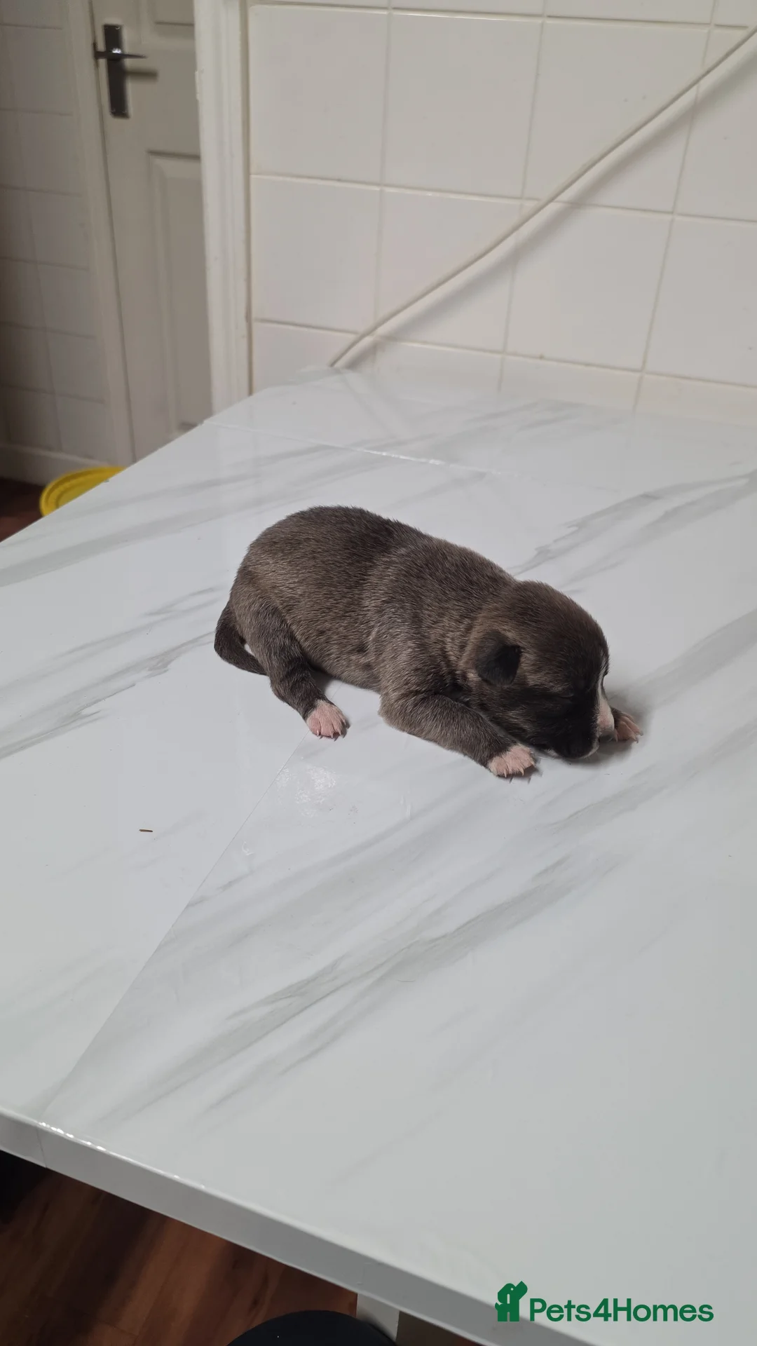 Mixed Breed dogs for sale: Siberian husky & American stuffy mix bread pupies - Advert 8