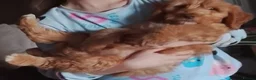 Cockapoo dogs for sale: Lovely male Cockapoo puppy - Advert 3
