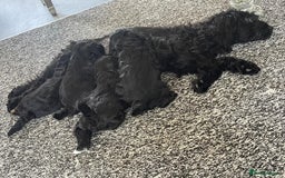 Mixed Breed dogs for sale: Dogs  - Image 4
