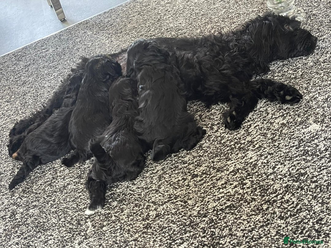 Mixed Breed dogs for sale: Dogs  - Image 4