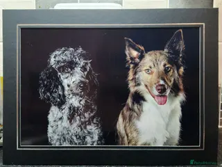 Mixed Breed dogs ☀️🌙Waiting list open🌙☀️ - Advert 1