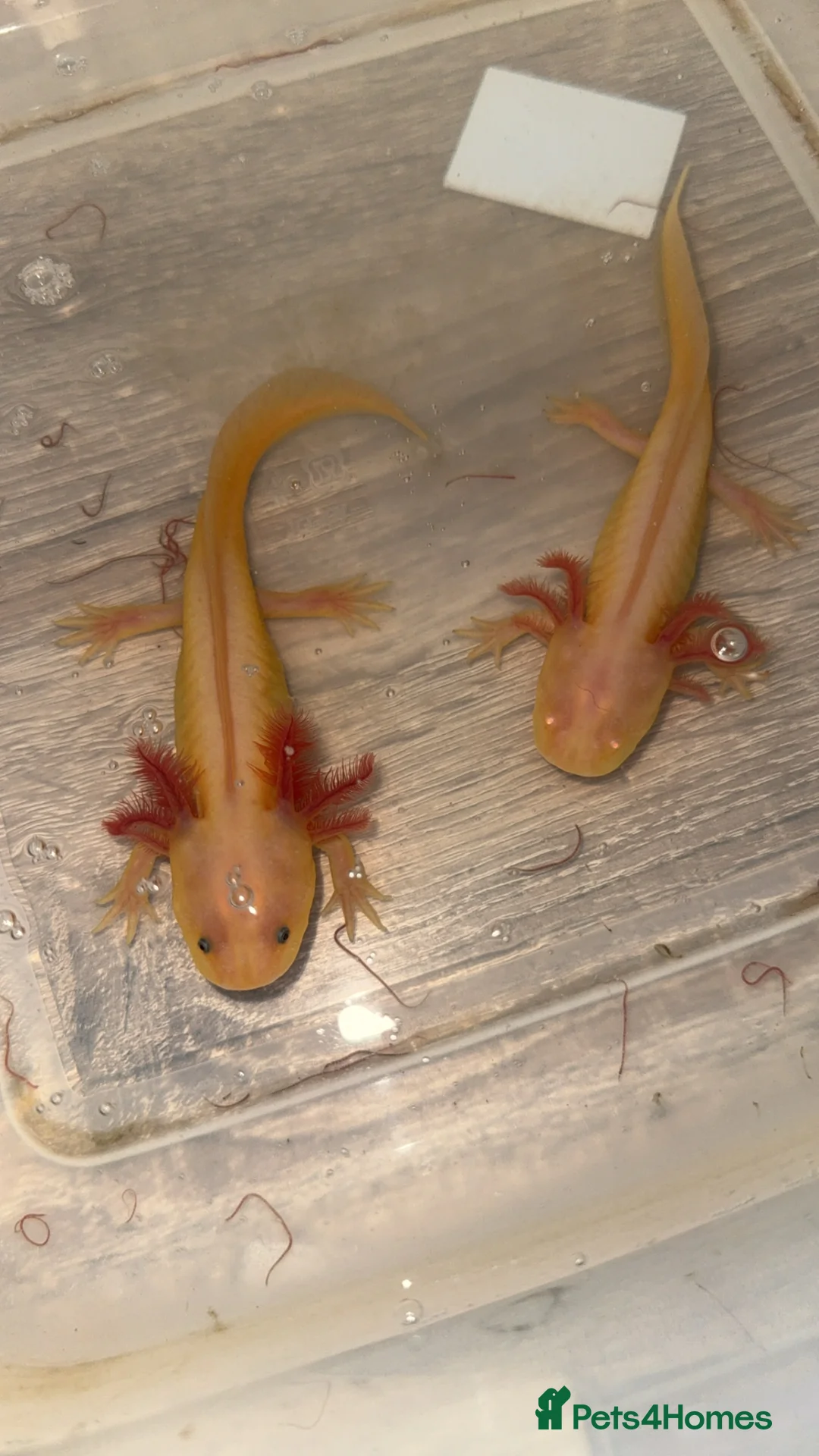 Axolotl reptiles for sale: Axolotls  - Advert 2