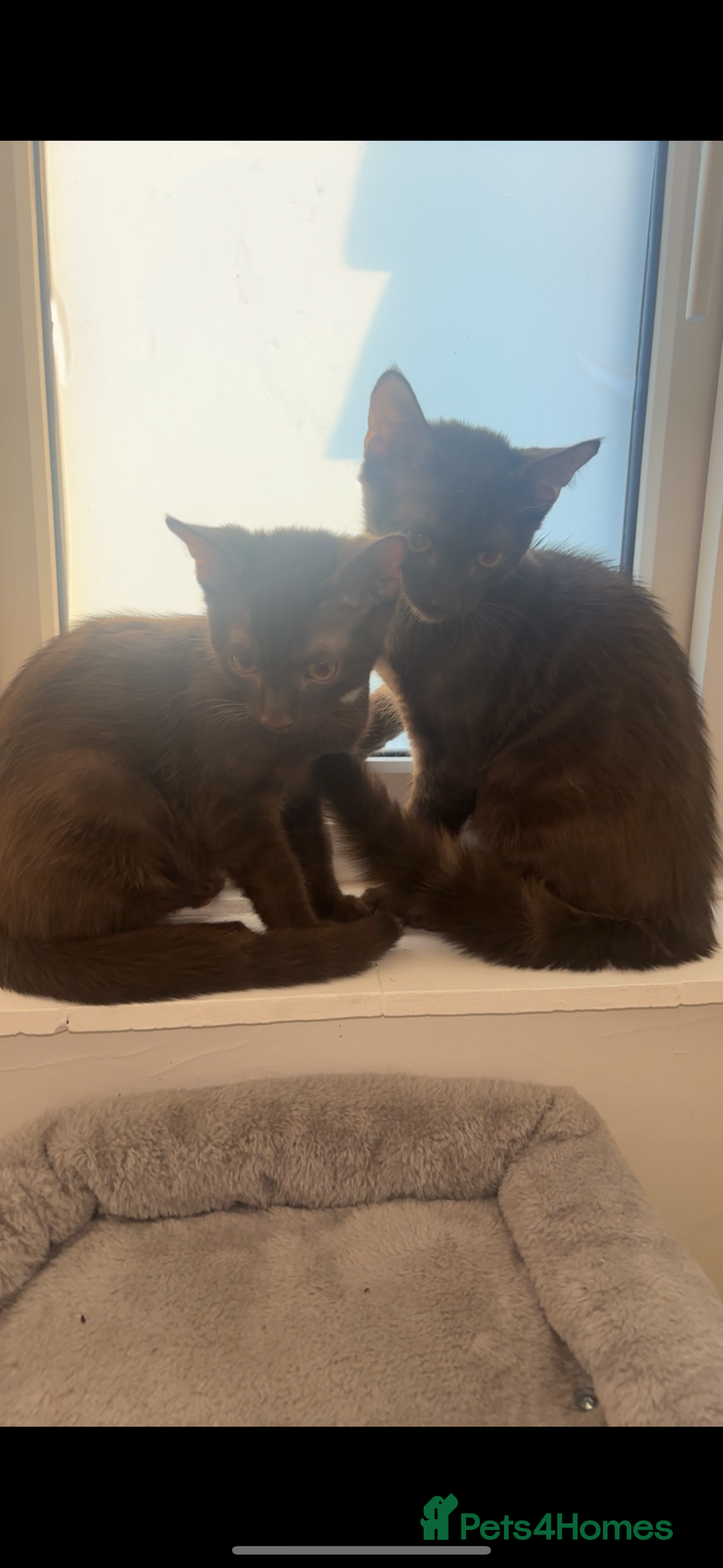 Bengal cats for sale: *RARE* Chocolate Mainecoon cross boys - Image 2