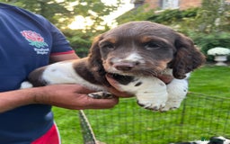 English Springer Spaniel dogs for sale: Traditional English springer spaniels  - Image 6