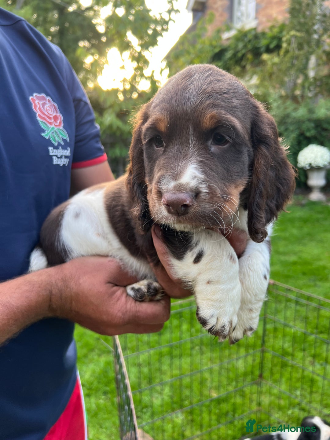 English Springer Spaniel dogs for sale: Traditional English springer spaniels  - Image 6