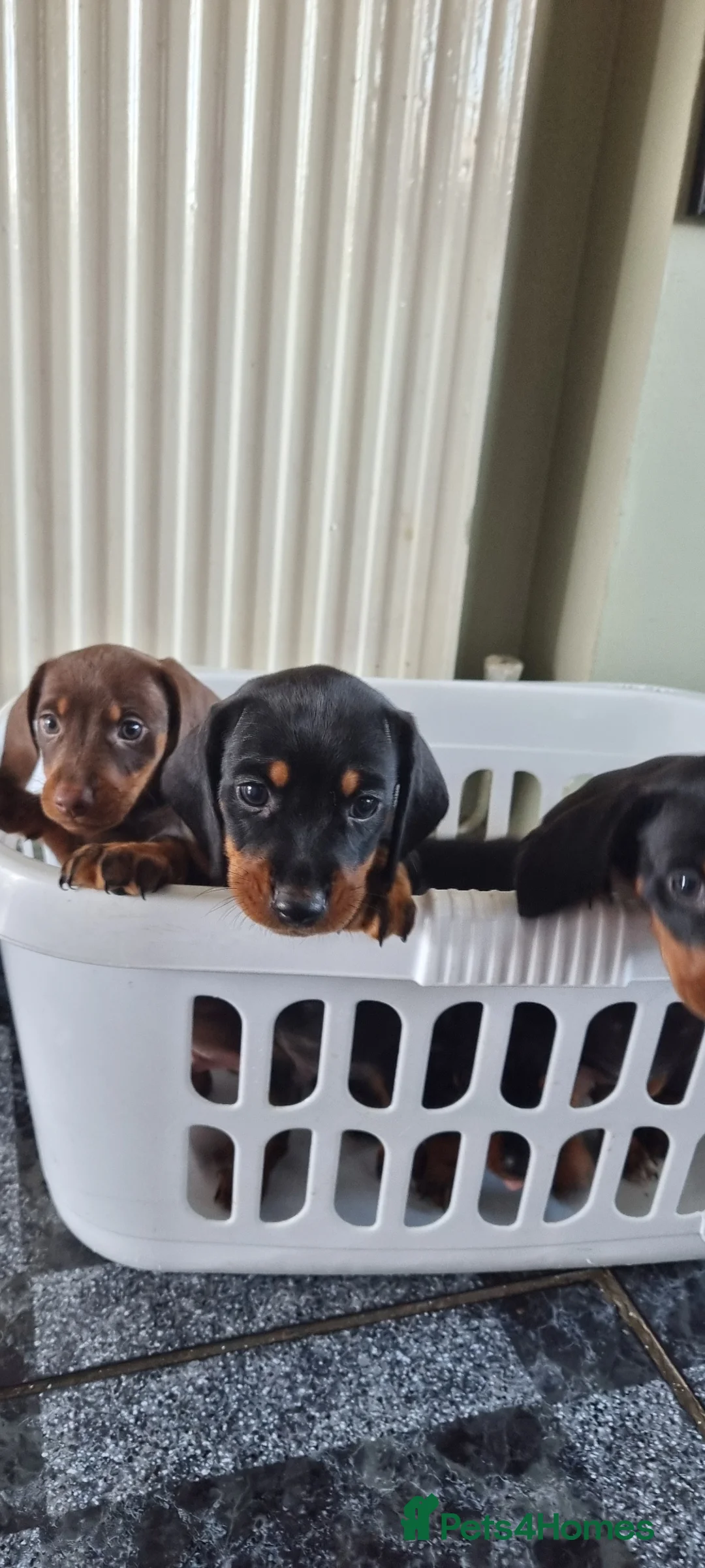 Dachshund dogs for sale: Standard dachshund  - Advert 2