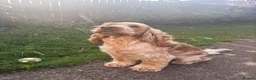 Cocker Spaniel dogs for stud: 🐾KC REG ORANGE ROAN AVAILABLE FOR STUD DUTIES🧡 - Advert 4