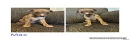 Italian Greyhound dogs for sale: Beautiful Italian Greyhounds - Advert 8