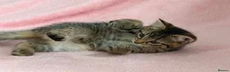 Mixed Breed cats for sale: Litter of 6 Kittens  - Advert 10