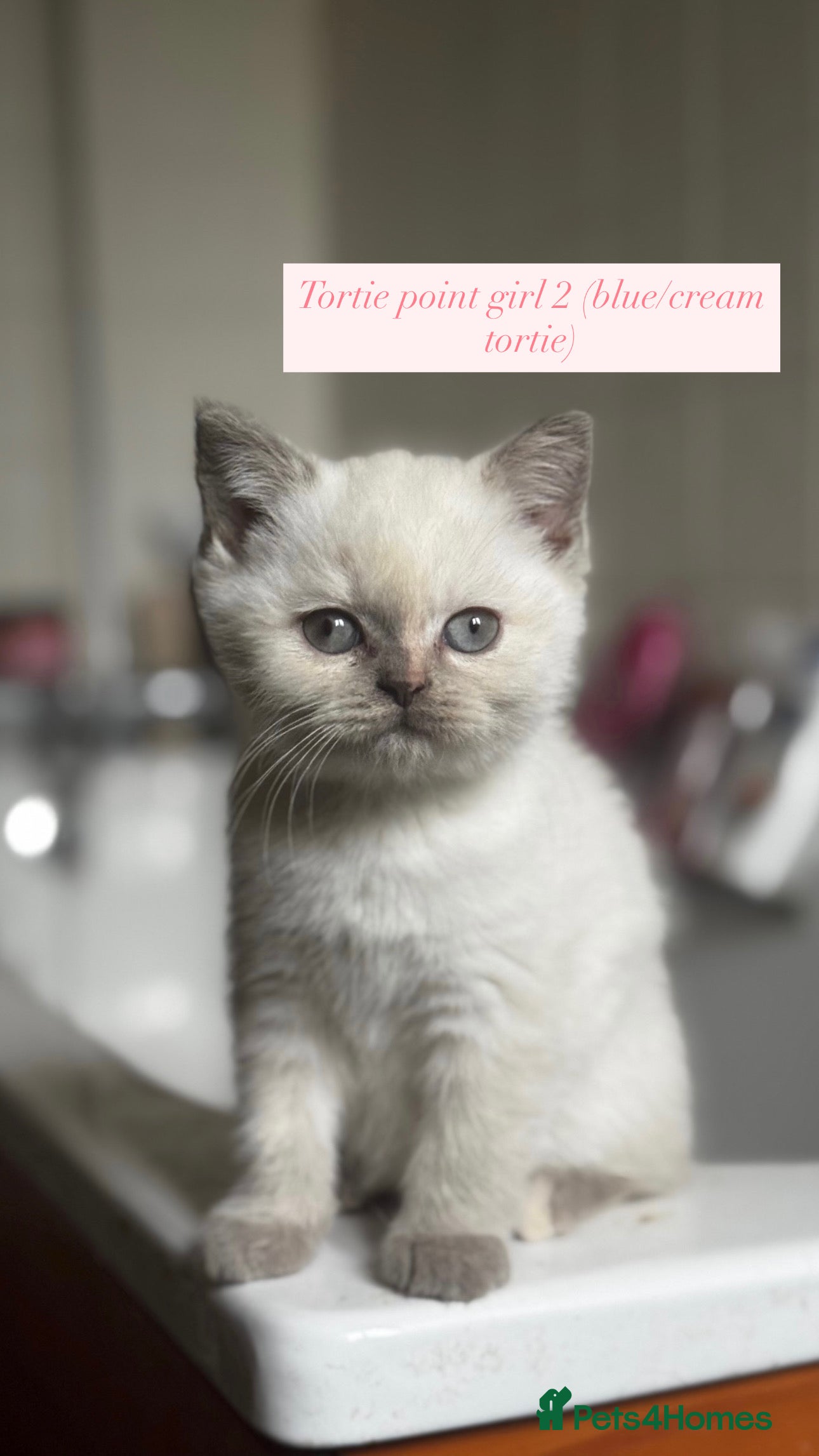 British Shorthair cats RARE Tortie/Colourpoint British shorthair kittens  - Advert 1