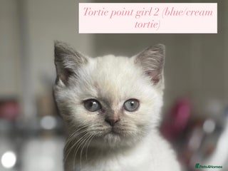 British Shorthair cats RARE Tortie/Colourpoint British shorthair kittens - Advert 9