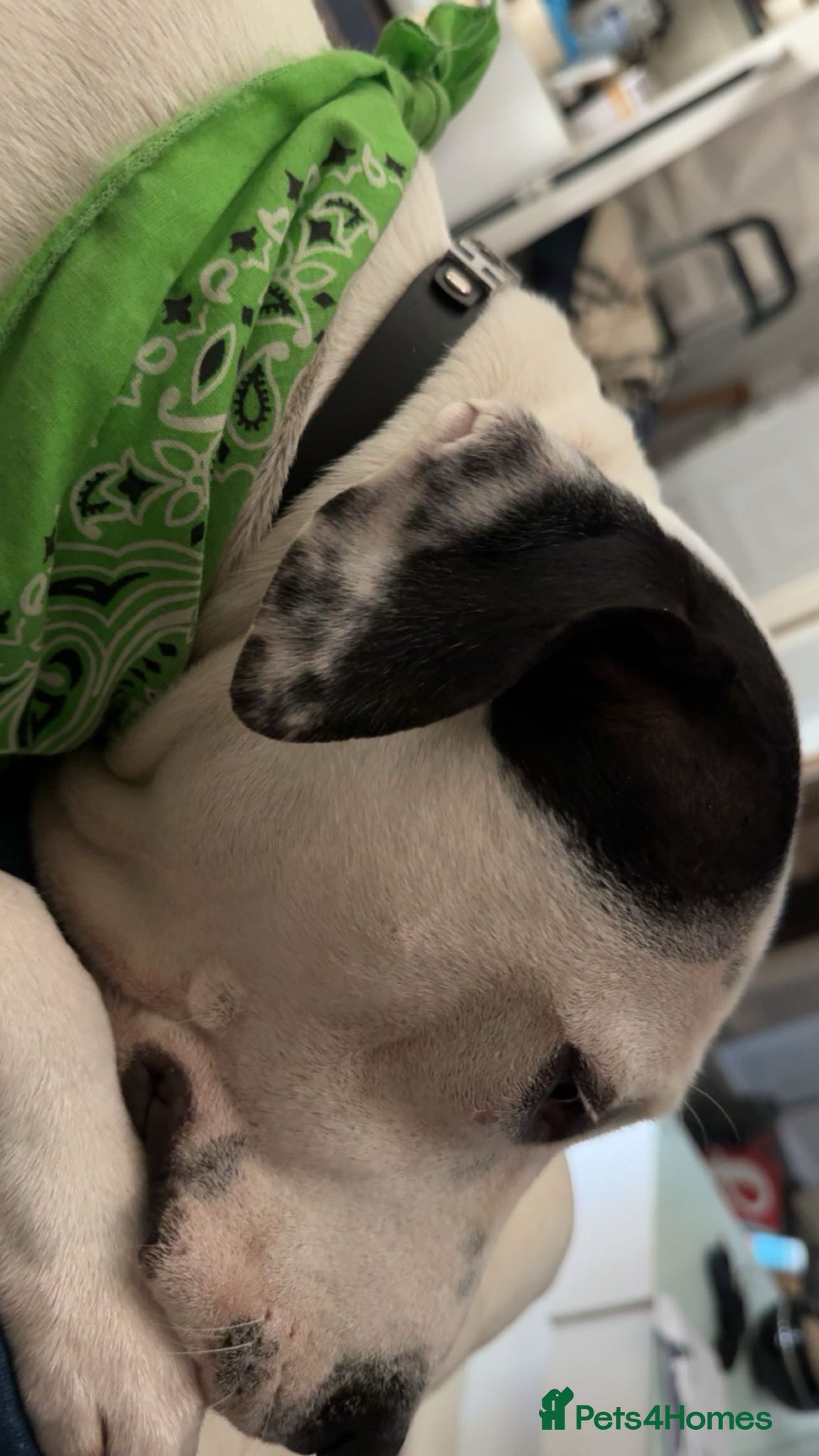 Mixed Breed dogs  Bully puppies  - Advert 3