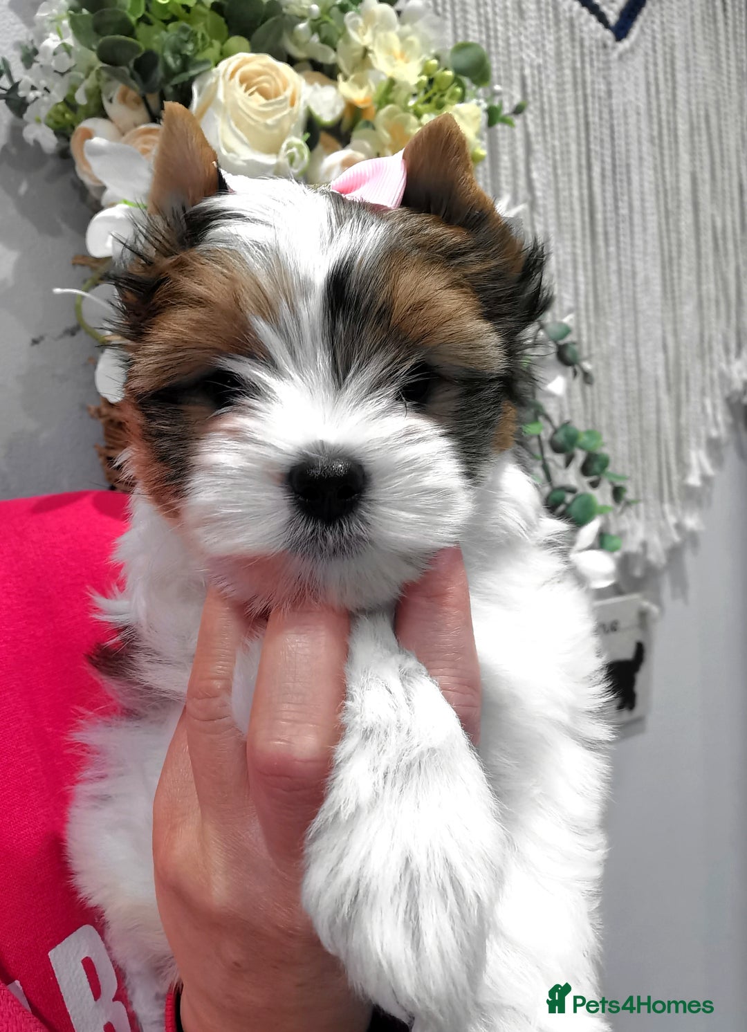 Yorkshire Terrier dogs for sale: Very Beautiful puppies, pure yorkshire terriers  - Advert 20