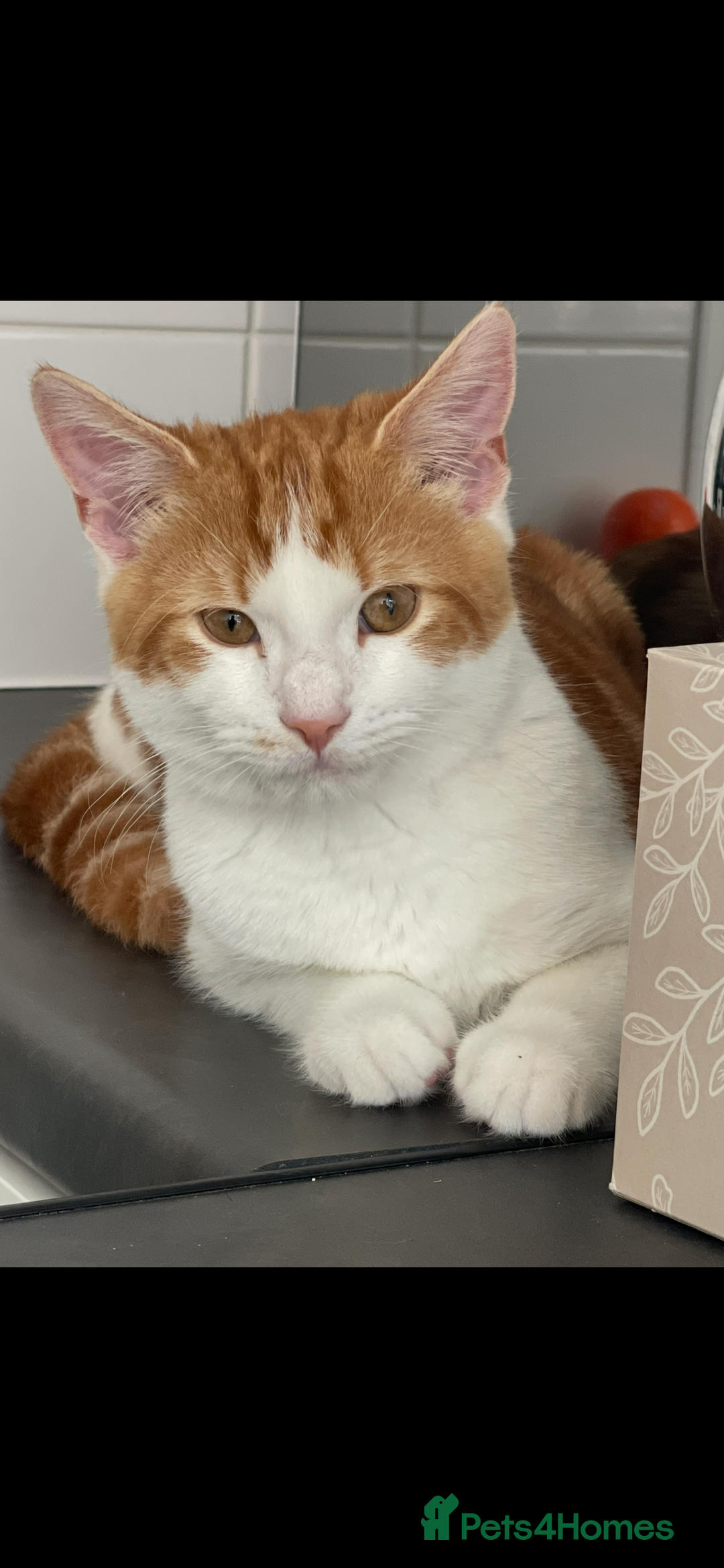 American Shorthair cats for sale: Nala 10 month old kitten  - Advert 4