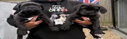 Cane Corso dogs for sale: CANE CORSO PUPPIES - Advert 28