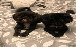 Shih Tzu dogs for sale: Shih tzu puppies for sale  - Image 14