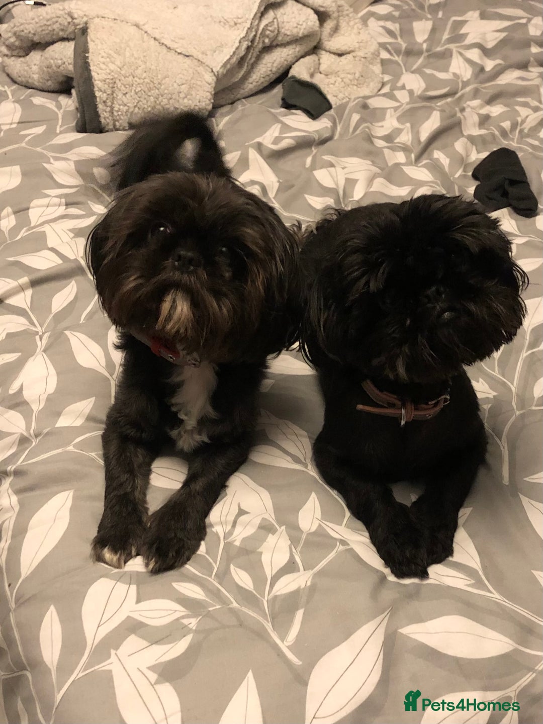 Shih Tzu dogs for sale: Shih tzu puppies for sale  - Image 14