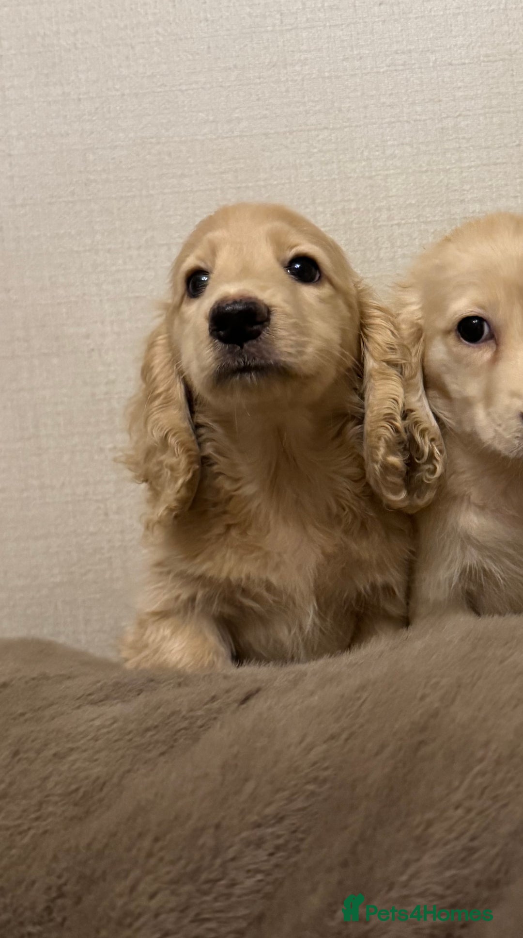 Miniature Dachshund dogs for sale: Two kennel club pra clear dachshund boys Longhair - Advert 6