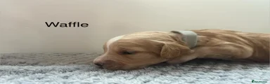 Waffle