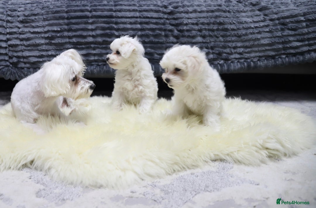 Maltese dogs for sale: Gorgeous Maltese puppies - Advert 4