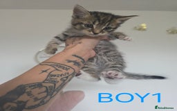 British Shorthair cats for sale: KITTENS LOOKING FOR HOMES - Image 1