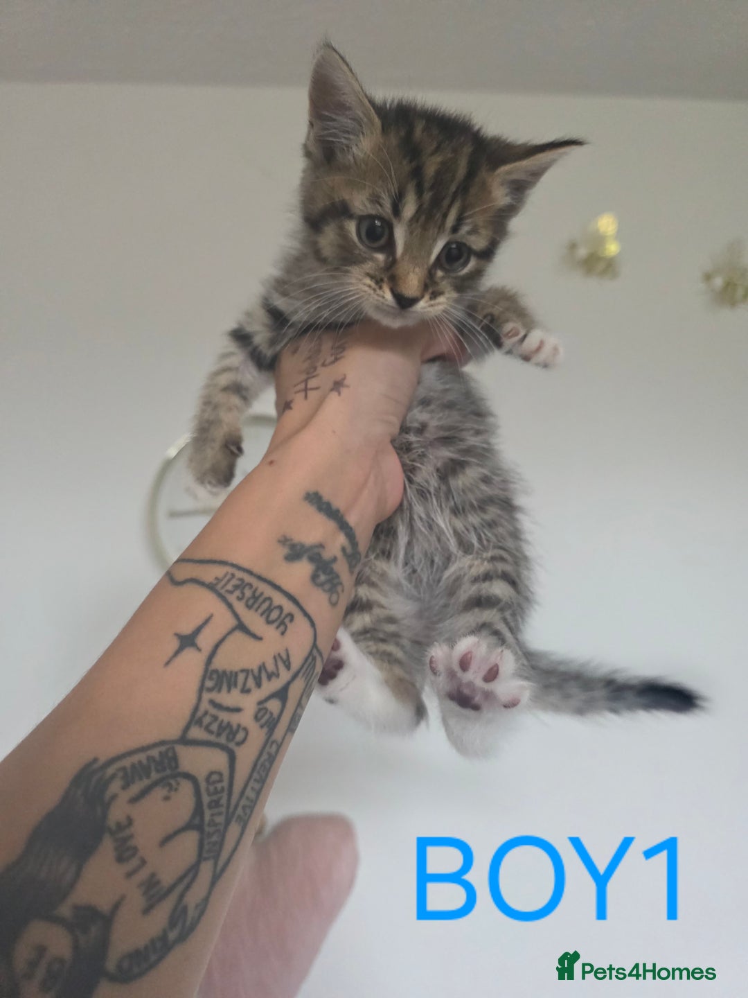 British Shorthair cats for sale: KITTENS LOOKING FOR HOMES - Image 1