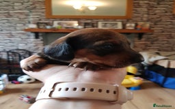 Dachshund dogs for sale: READY NOW Dachshund Puppies - Image 11