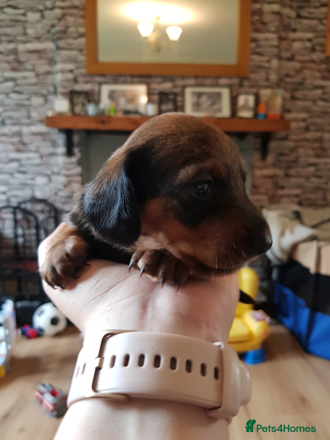 Dachshund dogs for sale: READY NOW Dachshund Puppies - Image 11