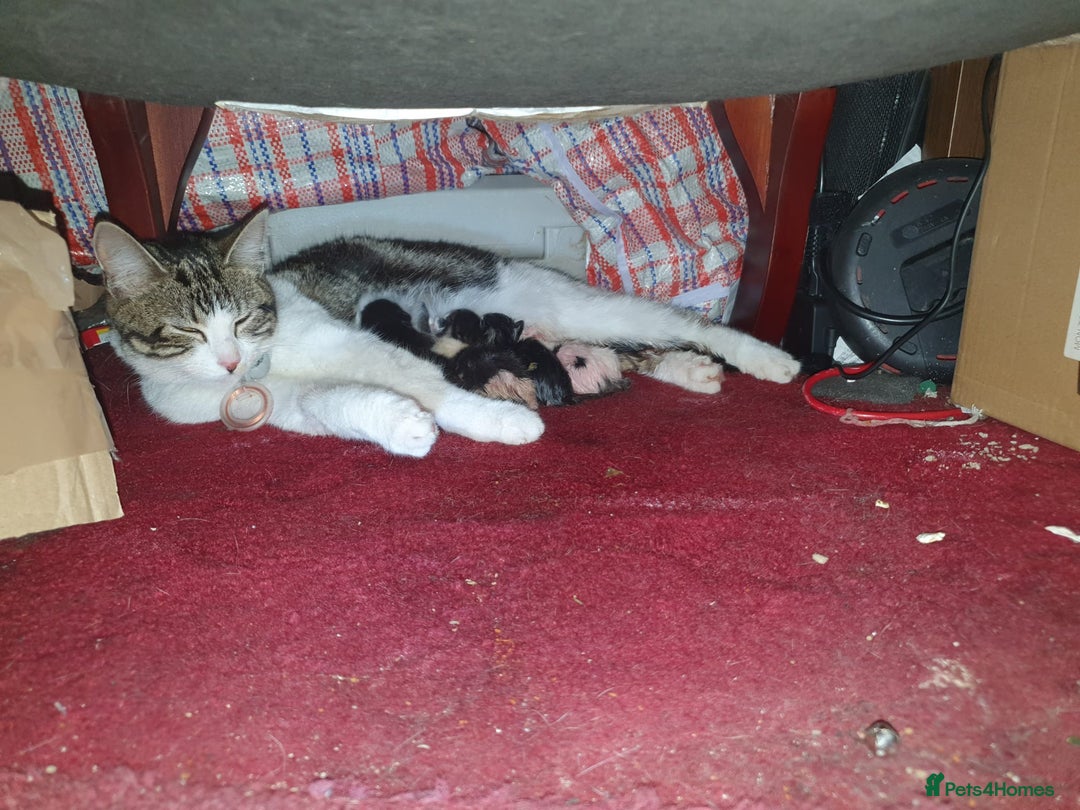 Mixed Breed cats for sale: Mixed breed kittens for sale  - Image 8