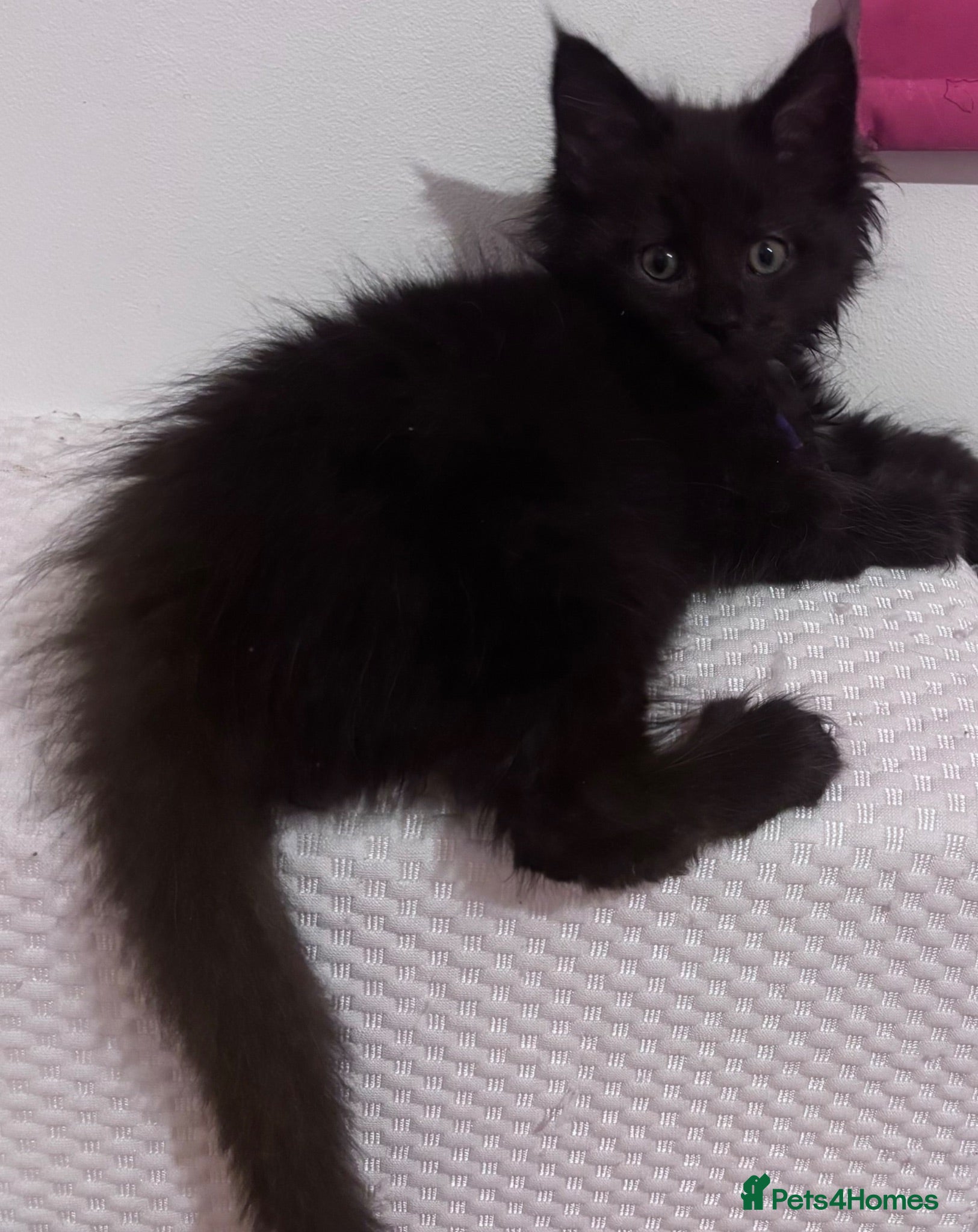 Maine Coon cats READY NOW🐾 BEAUTIFUL MAINE COON KITTENS 🐾 - Advert 11